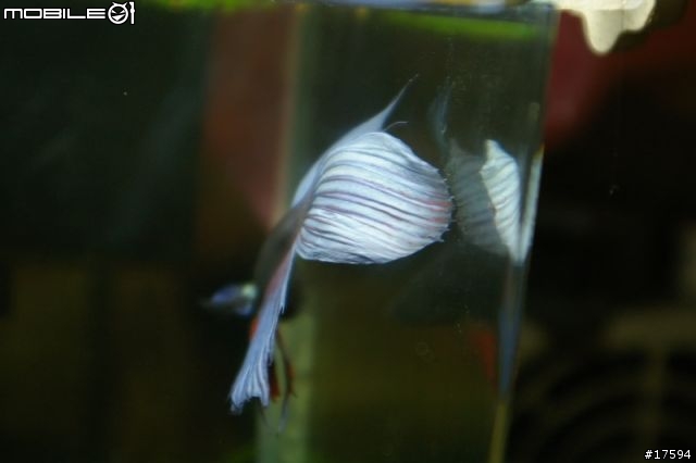 簡單體驗水族樂趣----鬥魚發飆缸