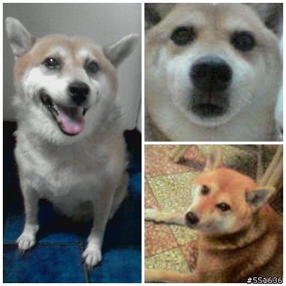 [協尋][板橋]柴犬走失,麻煩大家幫忙留意,謝謝