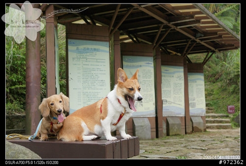 狗寶貝[柯基.臘腸] 台灣隨拍--台北陽明山 魚路古道、台北三重 二重疏洪道、桃園 復興航棧