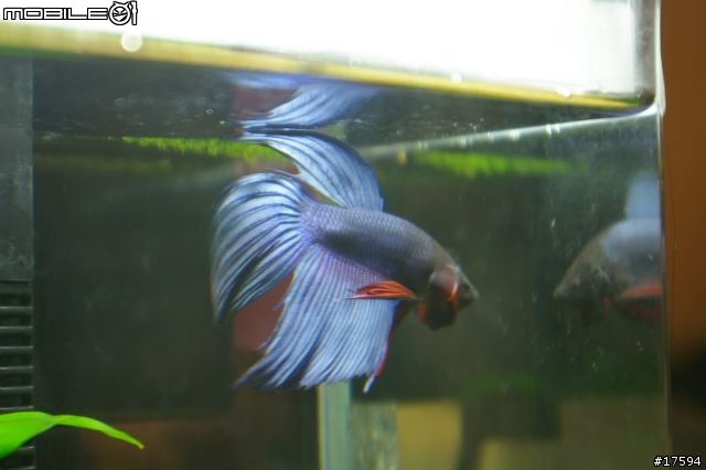 簡單體驗水族樂趣----鬥魚發飆缸