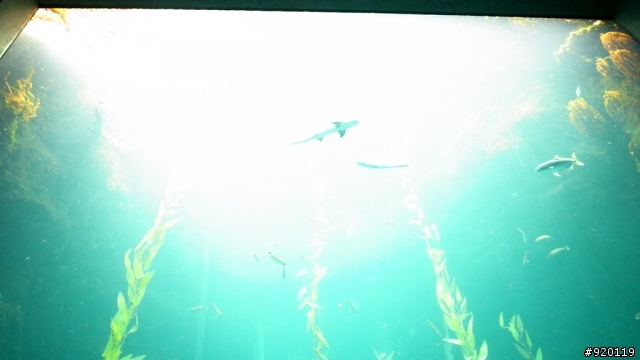 GRD III 遊海生館