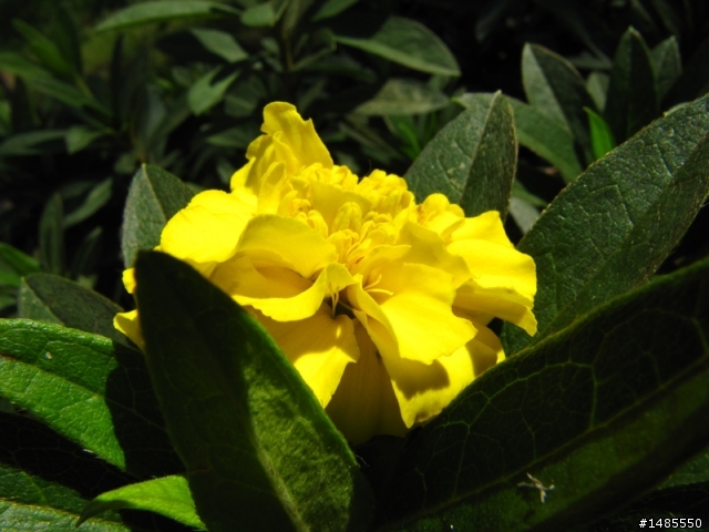 Canon PowerShot SX200 似乎還沒有蓋樓，那麼起一棟吧，歡迎批評