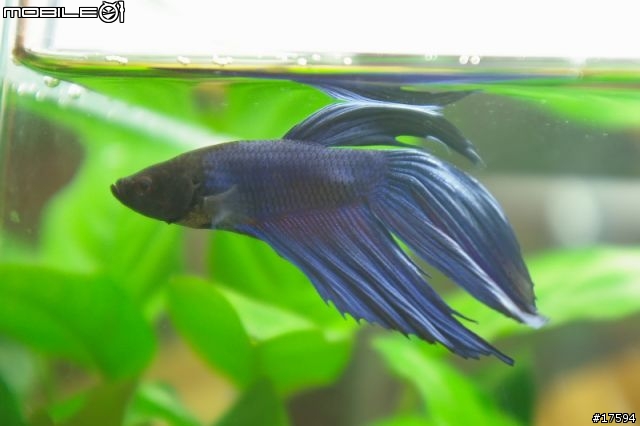 簡單體驗水族樂趣----鬥魚發飆缸