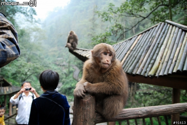 [分享-九寨溝] 絕塵九寨水如仙---峨眉樂山蜀中行