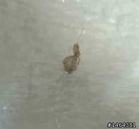 請問這是什麼蟲?