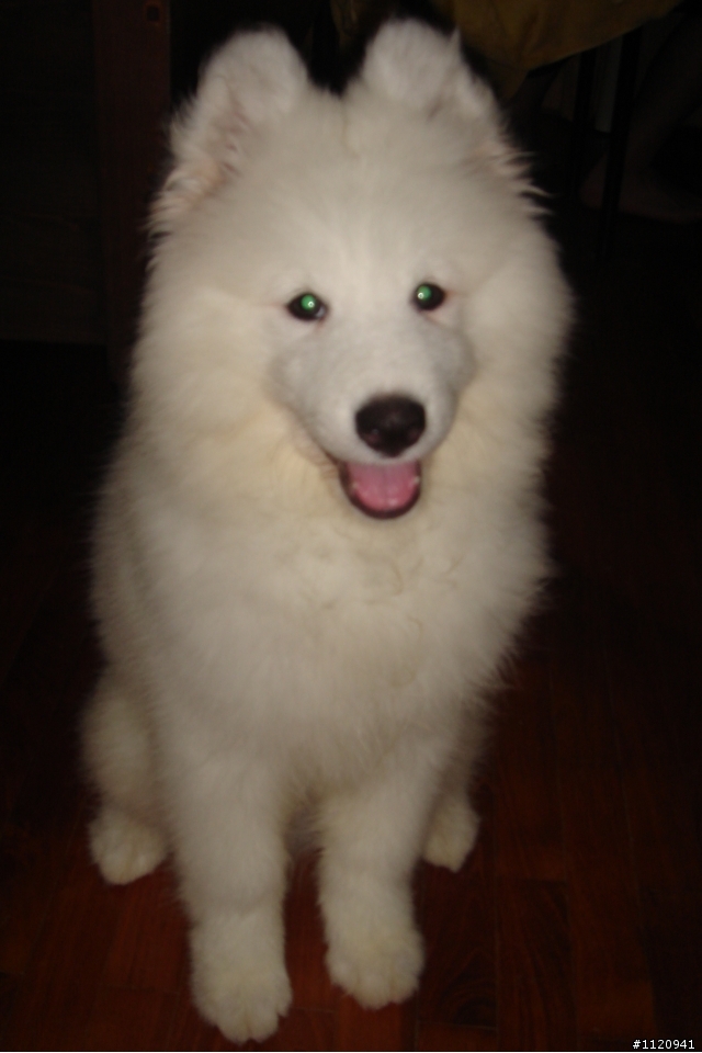 請問台灣有沒有薩摩耶犬??