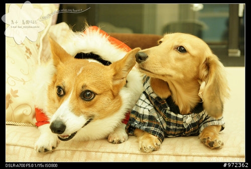 狗寶貝[柯基.臘腸] 初秋新衣