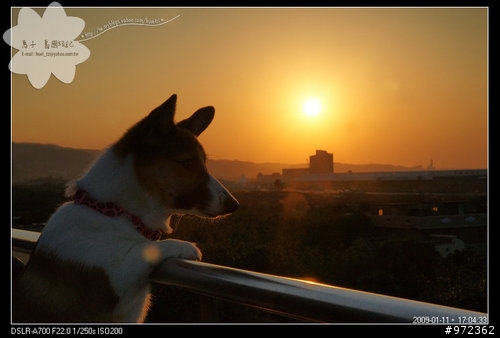 狗寶貝[柯基] 台北八里--「十三行博物館」夕陽