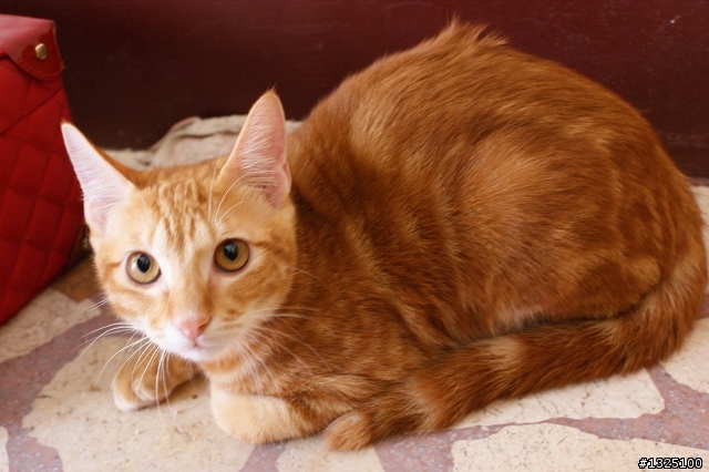 ☆認養★ 橘虎斑 and 豹斑白底