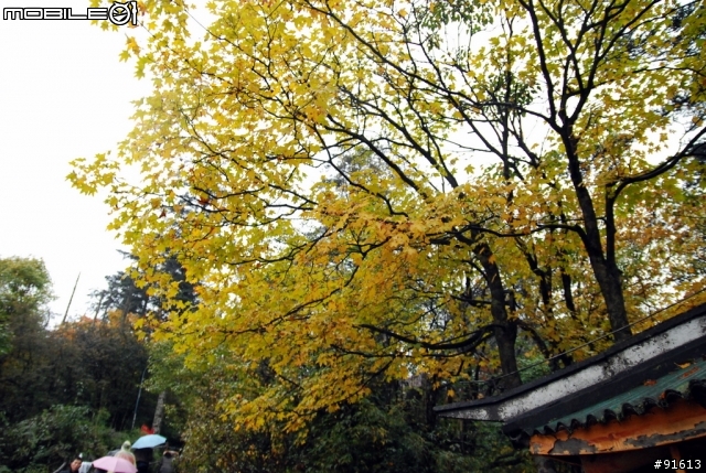 [分享-九寨溝] 絕塵九寨水如仙---峨眉樂山蜀中行