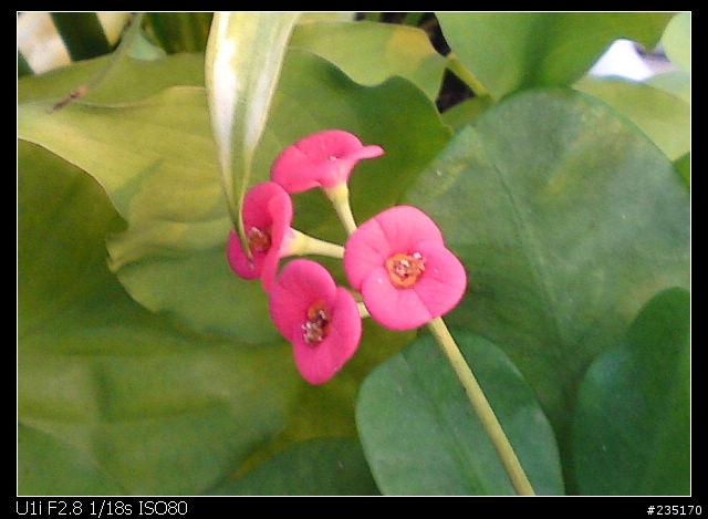Satio vs htc HD