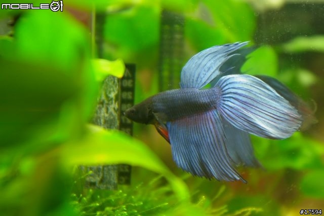 簡單體驗水族樂趣----鬥魚發飆缸