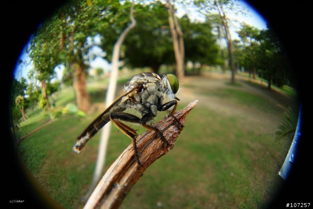 [開箱]魚露目8號(虫の目)，順便蓋大樓!