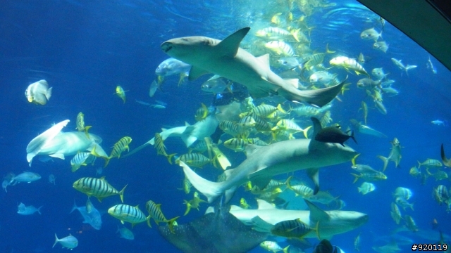GRD III 遊海生館