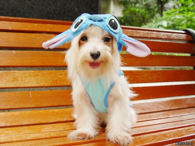 Q比的新衣服!!~~~~