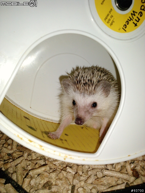 LG Viewty Smart GC900白色 心得