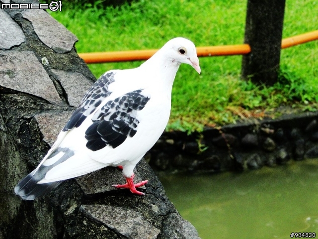 常見的鳥兒滿正的