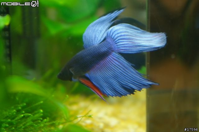 簡單體驗水族樂趣----鬥魚發飆缸