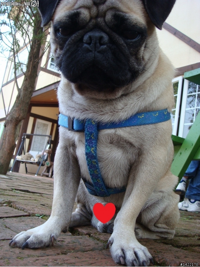 大家一起來看最憂鬱的狗(重點部位已更改)