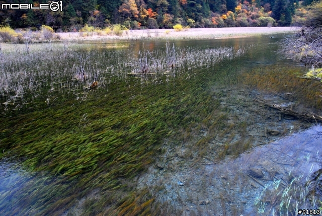 [分享-九寨溝] 絕塵九寨水如仙---峨眉樂山蜀中行