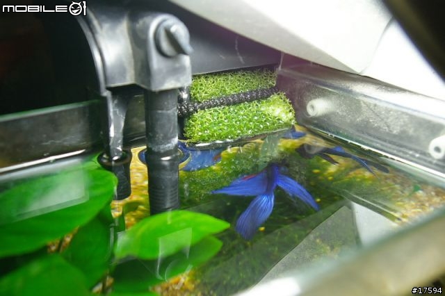 簡單體驗水族樂趣----鬥魚發飆缸
