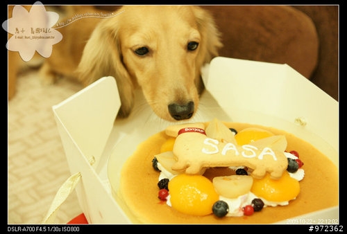 狗寶貝[柯基.臘腸] 可愛小SASA~ 1歲生日 (我們好好 狗狗蛋糕)