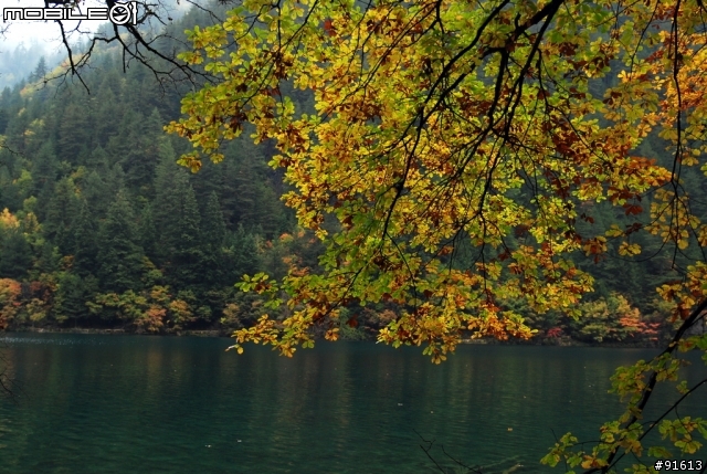 [分享-九寨溝] 絕塵九寨水如仙---峨眉樂山蜀中行