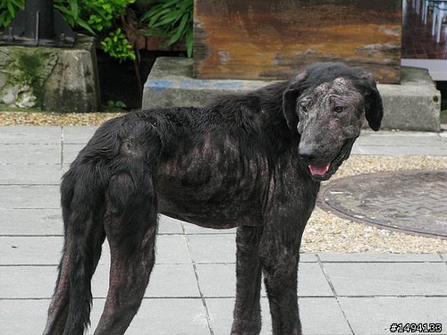 美女hope找家喔~ (已紮)