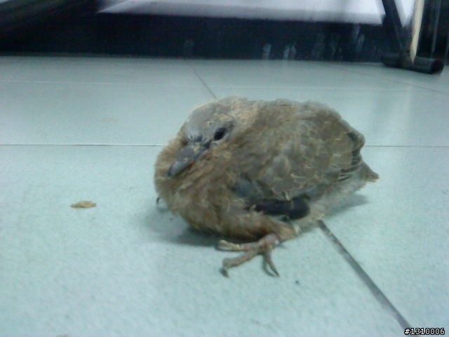 這是什麼鳥?有人要認養嗎?