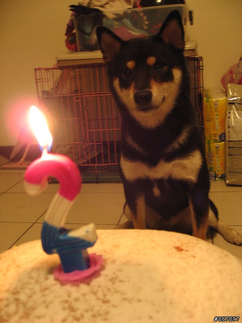 [協尋] 永和市秀朗國小附近走失的黑色柴犬