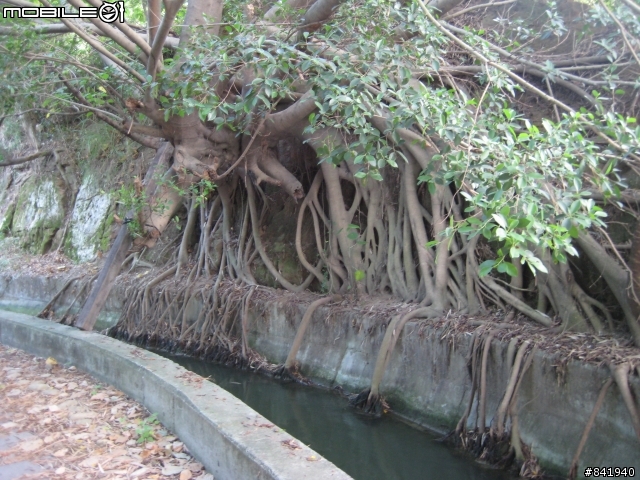 走在半山腰的知高圳(成功~追分路線分享]