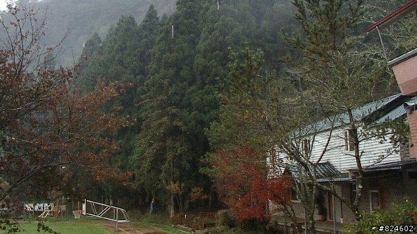 [遊記] 司馬庫斯全攻略 - 新光、鎮西堡、司馬庫斯之路16K去回、司馬庫斯神木群步道