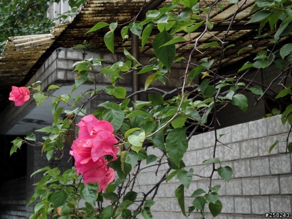 【分享】Sony WX1日拍snap~~~
