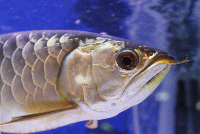 剛入手的Canon 500D & 貼圖