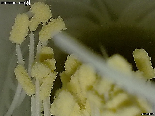 分享我家門前盛開的曇花(5800XM)