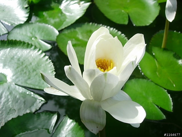 【團騎】2010/1/24(日),踏雪尋莓,卓蘭17號草堂