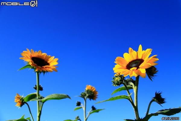 又是新社花海行