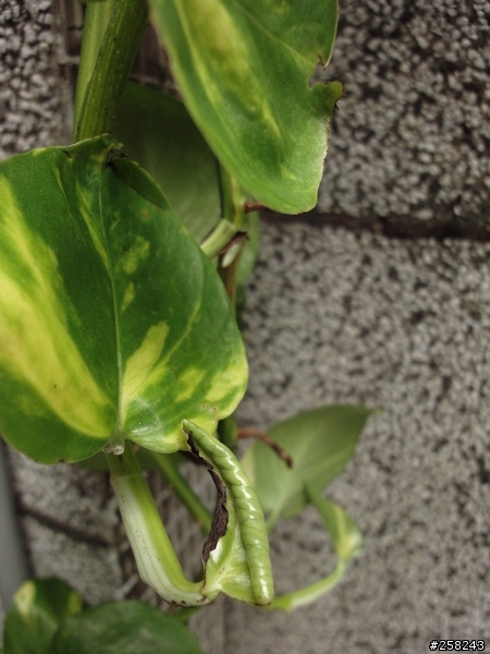 【分享】Sony WX1日拍snap~~~