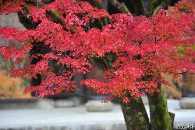 純開箱70-200VR二代(補圖)