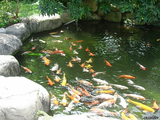 【團騎】2010/1/24(日),踏雪尋莓,卓蘭17號草堂