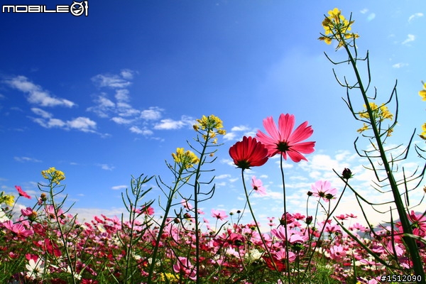 又是新社花海行