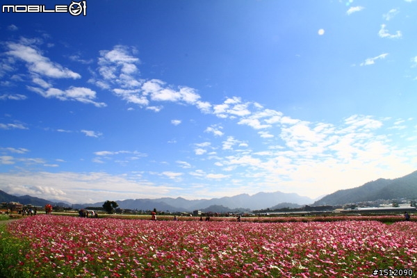 又是新社花海行