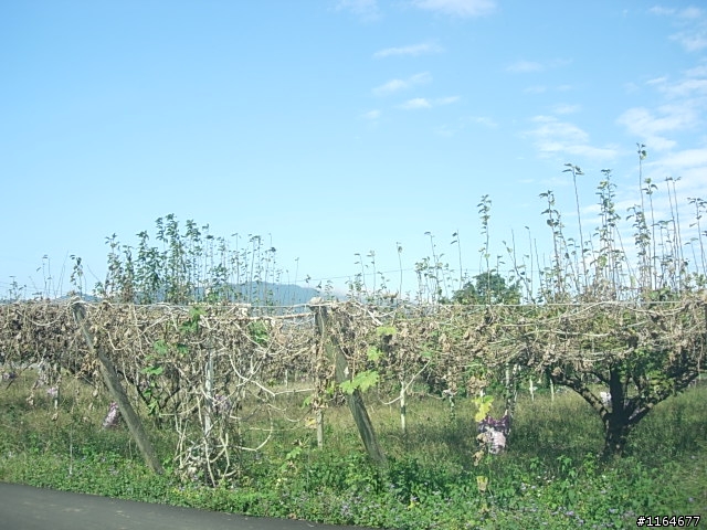 【團騎】2010/1/24(日),踏雪尋莓,卓蘭17號草堂