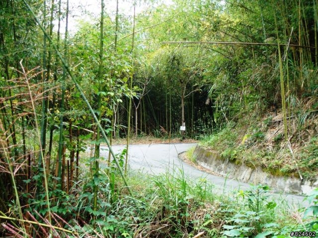 [遊記] 司馬庫斯全攻略 - 新光、鎮西堡、司馬庫斯之路16K去回、司馬庫斯神木群步道
