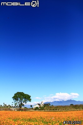 又是新社花海行