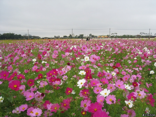 [新社花海]11月20日花況