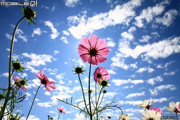 又是新社花海行