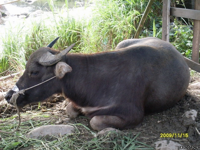 2009~11/14鶯歌之旅+和平老街吃了變超人哈哈哈:::::