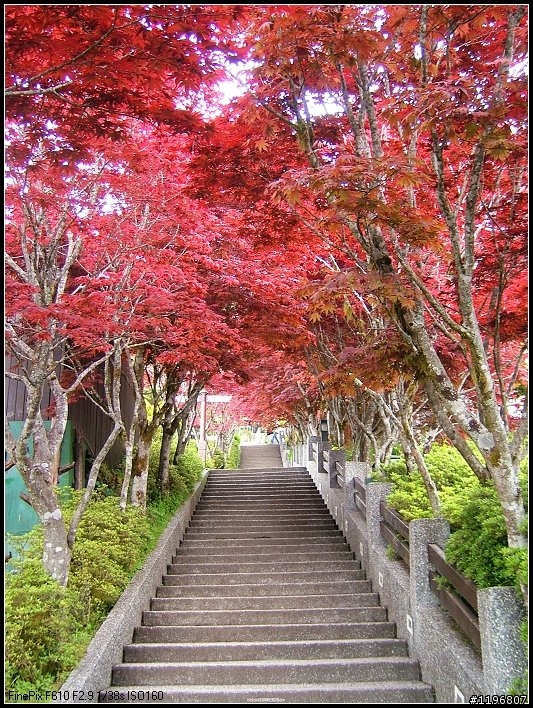 11/28(六) 太平山賞楓之旅
