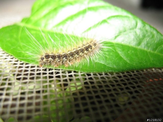 毛茸茸 吃飽飽